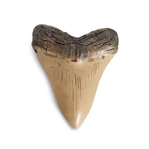 Detailansicht einer realistischen Megalodon-Haifischzahn-Fossils aus hochwertigem Kunstharz