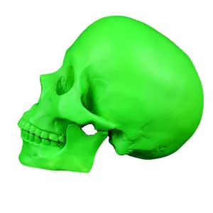 Side view detail showing the anatomy of a vibrant green medical resin skull model