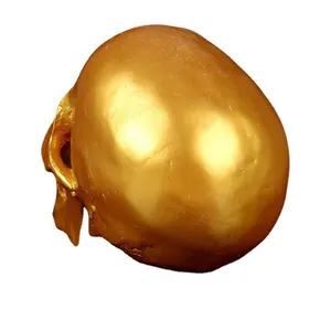 Golden resin human skull model detail showing back of cranium for medical teaching.