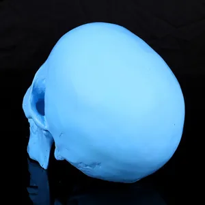 Side view of professional medical grade blue resin human skull model for anatomy study