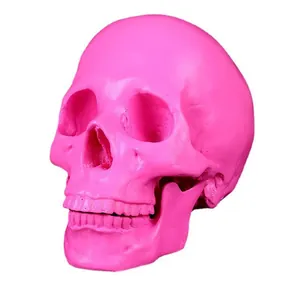 Detailed anatomic pink resin human skull model for medical teaching and gothic home decor