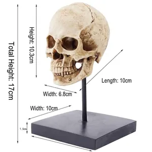Dimensions détaillées du modèle de crâne humain en résine pour la décoration Halloween.