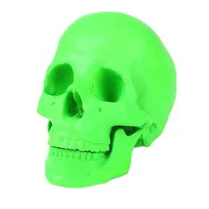 Anatomical neon green resin human skull model for medical teaching or decorative use