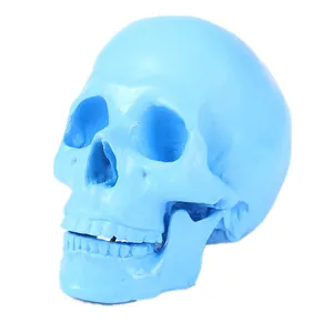 Detailed anatomical blue resin human skull model for medical students and decor