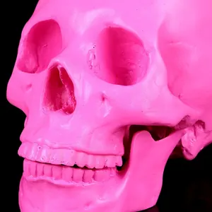 Detailed macro view of pink resin human skull model showing anatomical teeth and face
