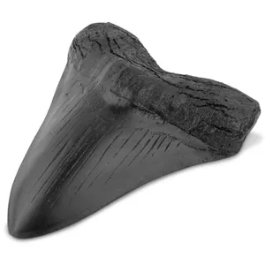 Detailgetreue Nachbildung eines Megalodon Haifischzahns aus Harz in Schwarz