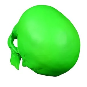 Rear view detail of a bright neon green medical resin human skull model for teaching