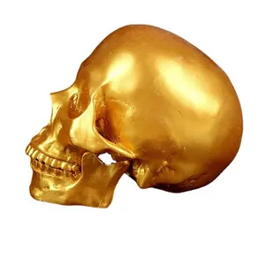 Detail of a metallic golden resin human skull model for medical study or decor.