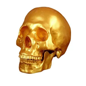 Detailed medical resin human skull model with realistic metallic golden finish