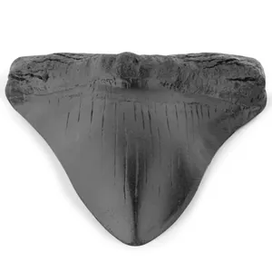 Detaillierte Nahaufnahme einer Replik eines schwarzen Megalodon-Haizahnfossils aus Harz