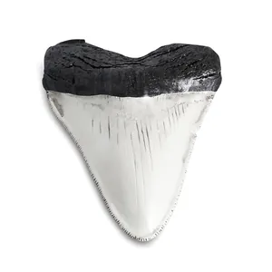 Replica di Fossile di Dente di Squalo Megalodonte in Resina Vintage Ornamento per la Casa Statua da Collezione Regalo