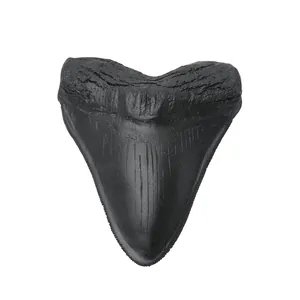 Makroansicht eines strukturierten schwarzen Megalodon-Haizahn-Fossils aus Harz Deko