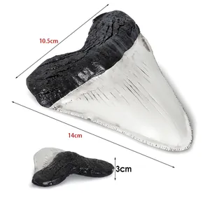 Vista dettagliata della replica del dente di megalodonte con dimensioni 14x10,5x3cm