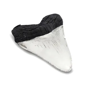 Dettaglio macro di una replica di dente di squalo Megalodonte in resina e argento.