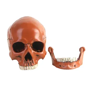 Crâne humain réaliste 1:1 en résine avec mâchoire amovible pour décoration d'Halloween