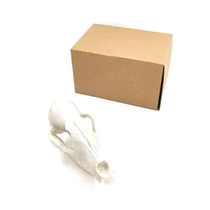 Highly detailed resin 1:1 scale fox skull model with a plain brown packaging box