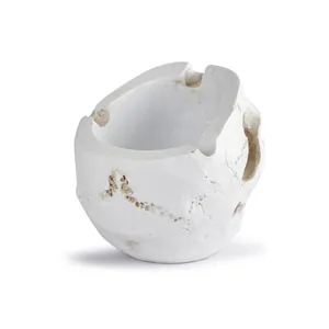 Detailed view of white resin skull ashtray with realistic weathered bone texture
