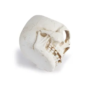 Detailed side view of a realistic resin skull planter with intricate bone texture details