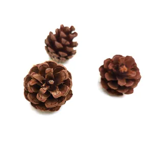 Detailed macro view of three natural brown pine cones for DIY crafts and Christmas decor