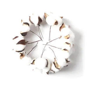 Gros plan de plusieurs têtes de coton séché naturel disposées en cercle pour le bricolage