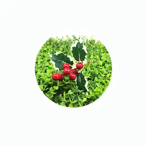 Detailed view of red artificial Christmas berries with green holly leaves on foliage.