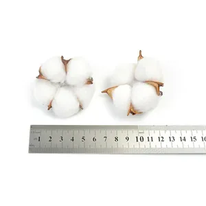 Gros plan de têtes de fleurs de coton séchées naturelles avec règle pour la taille