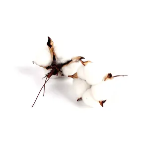 Vue détaillée de têtes de fleurs de coton séchées naturelles pour la décoration DIY.