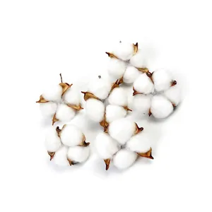 Vue détaillée de six têtes de fleurs de coton séchées naturelles pour décorations
