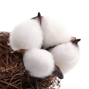 Vue détaillée d'une tête de fleur de coton séchée naturelle pour la décoration