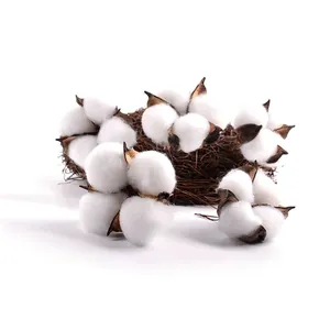 Vue détaillée de fleurs de coton séchées naturelles pour le bricolage et la décoration