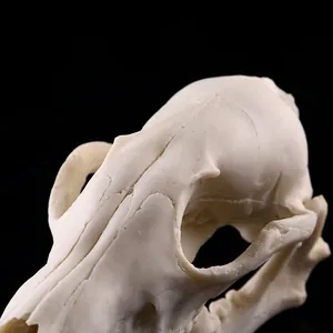 Makro-Detail des 1:1-Fuchsschädelmodells aus Harz mit realistischer Knochenstruktur.