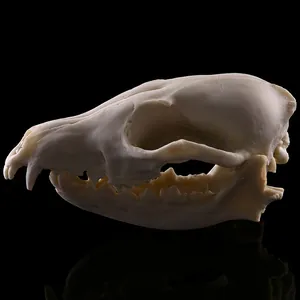 Detailansicht eines lebensechten 1:1 Fuchs-Schädelmodells aus Harz auf schwarzem Grund