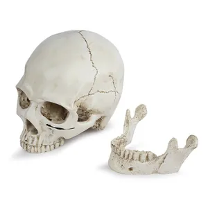 Vue détaillée d'un crâne humain réaliste en résine 1:1 avec mandibule