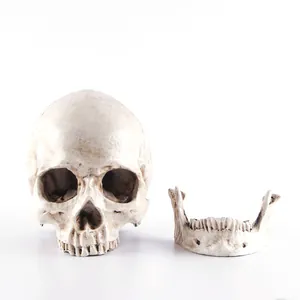 Modèle réaliste de crâne humain 1:1 en résine avec mandibule détachable pour Halloween