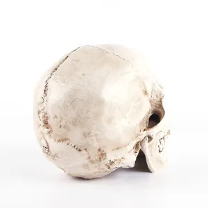 Vue latérale détaillée d'une réplique de crâne humain en résine 1:1 pour Halloween