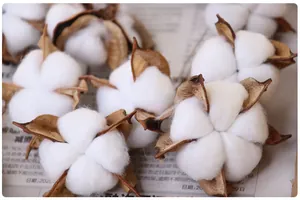 Gros plan de têtes de coton séché naturel pour l'artisanat et la décoration