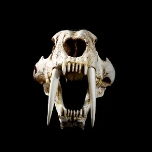 Realistisch Sabeltandtijger Schedel Hars Model Replica Fossiele Dierlijke Bot Specimen Voor Halloween Decoratie