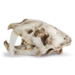 Gedetailleerd sabeltandtijger schedelmodel van hars voor Halloween of museumopstellingen