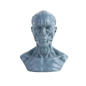 Close-up detail of human head muscle anatomy model for medical and artistic study