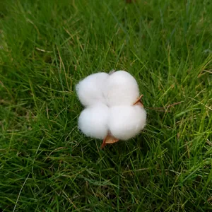Vue détaillée d'une tête de fleur de coton séchée naturelle blanche sur l'herbe