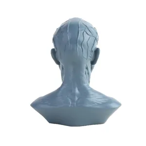 Detail view of the back of a blue resin human neck and head muscle anatomical model for study