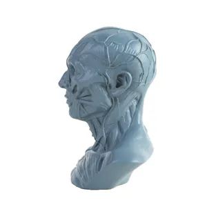 Detailed side view of a grey resin human head muscle anatomy model for medical study.