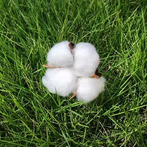Gros plan détaillé d'une boule de coton séchée naturelle blanche sur de l'herbe verte