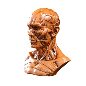 Detailed resin human muscle anatomical bust model for medical and art study use