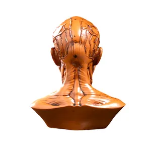 Detailed back view of human head and neck muscle resin model for medical teaching