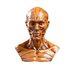 Detailed view of resin human head and neck anatomy model showing muscle structure
