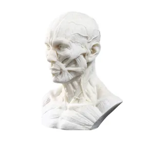Detailed anatomical human muscle bust model in white resin for medical and art study