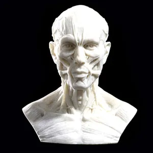 Detailed white resin anatomical human muscle bust model for medical or artistic study