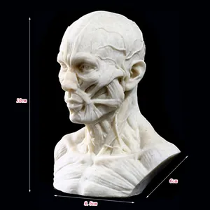 Detailed resin human muscle anatomy model showing head and neck structure with measurements