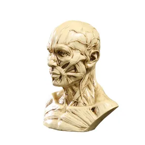 Detail view of resin human muscle anatomy bust model for medical teaching and art